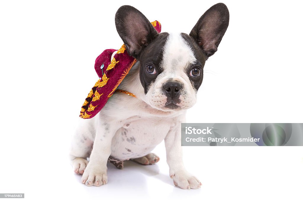 Chiot Bouledogue français avec sombrero - Photo de Animaux de compagnie libre de droits