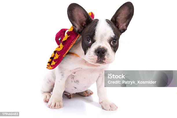 Photo libre de droit de Chiot Bouledogue Français Avec Sombrero banque d'images et plus d'images libres de droit de Animaux de compagnie - Animaux de compagnie, Blanc, Bouledogue