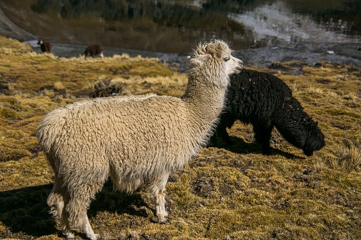 A small group of llamas standing in a field in Dumfries and Galloway south west Scotland after a recent shower of rain the fleece of the llamas is wet