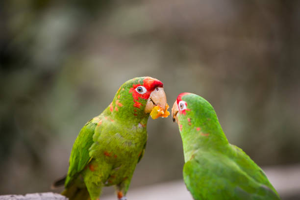 istock Peruvian Parrot in Yungas, Coroico, Bolivia 1794655084