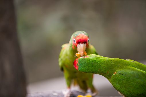 Peruvian Parrot in Yungas, Coroico, Bolivia