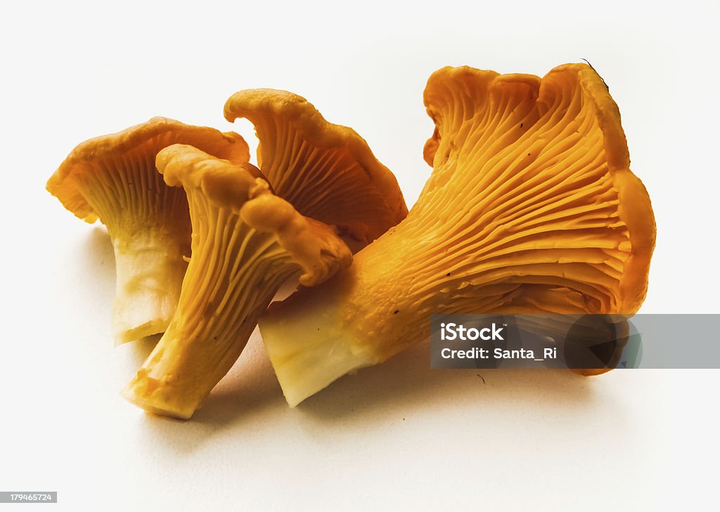 Hongo Chanterelle - Foto de stock de Cantharellus libre de derechos