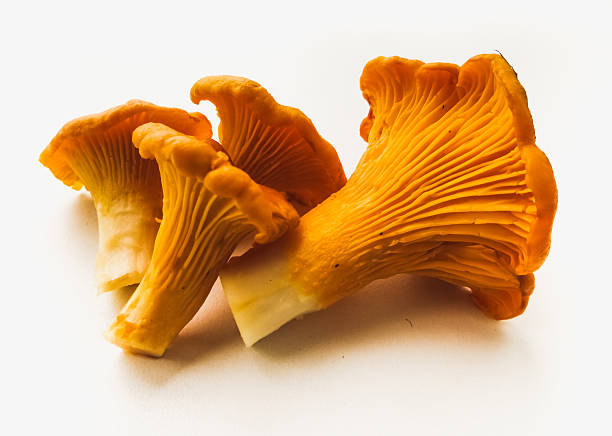 cantarelo - chanterelle golden chanterelle edible mushroom mushroom imagens e fotografias de stock