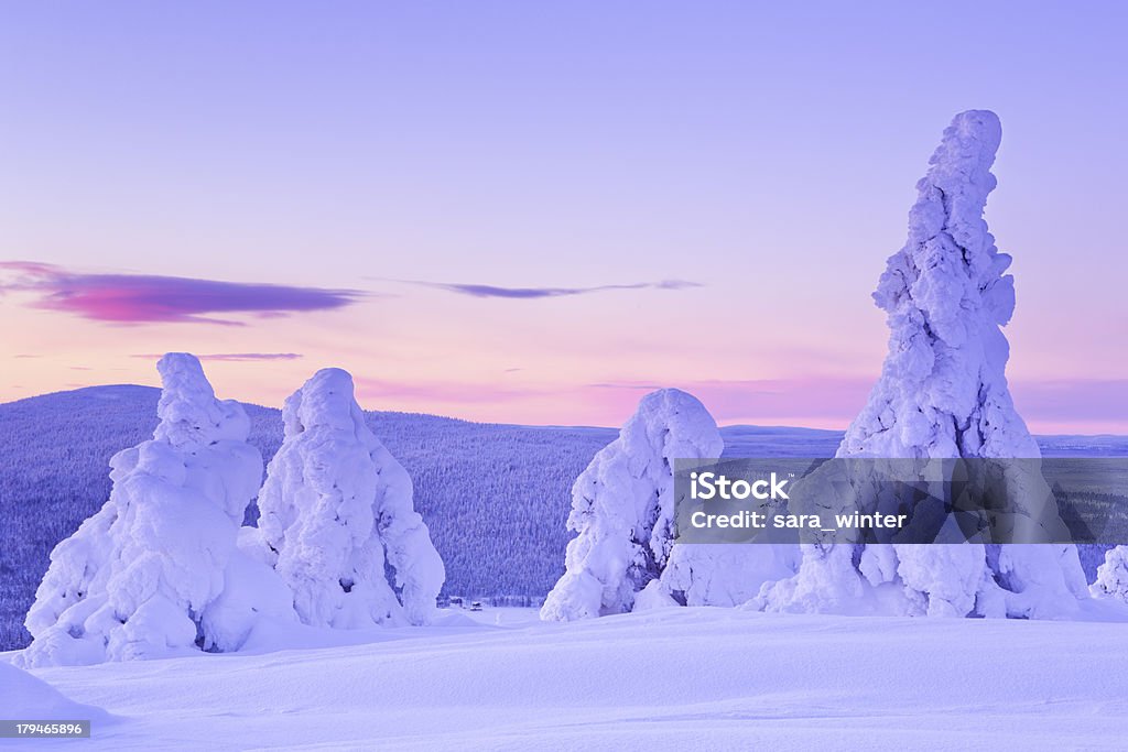 Sunset over frozen trees on a mountain, Levi, Finnish Lapland Frozen trees on top of the Levi Fell in Finnish Lapland. Photographed at dusk. Finnish Lapland Stock Photo