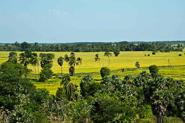 Rice Fields - Kantale, Sri Lanka stock photo