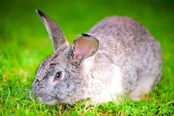istock large pet rabbit eating green grass in the field 179466213