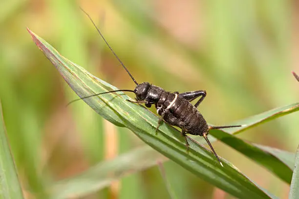 a kind of orthoptera insects named crickets on green grass