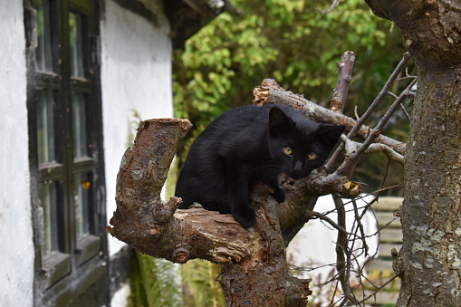 Black shorthaired cat in a tree.