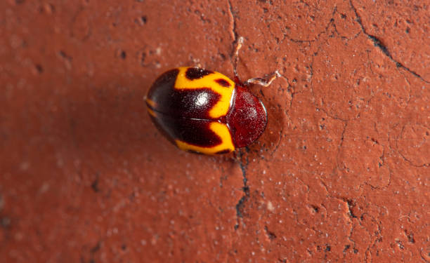 божья коровка, красивые детали черно-желтой божьей коровки, селективный фокус - brazil ladybug insect beetle стоковые фото и изображения