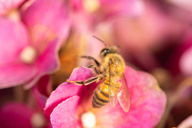 istock Bee, beautiful and small bee seen through macro lens in detail, selective focus. 1794664915