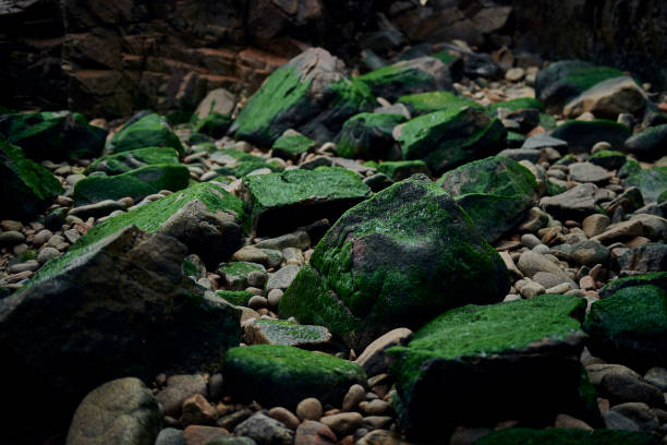 rocce coperte di muschio in una spiaggia - scenics coastline uk moss foto e immagini stock