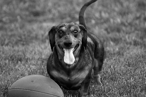 istock Dachshund play the football 179467211