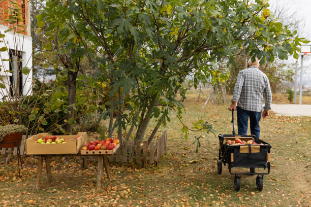 istock Enjoying autumn fruitage 1794673427