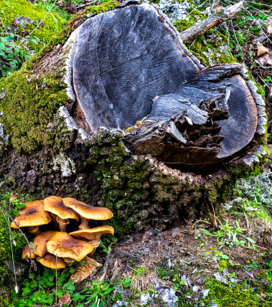 istock Mushrooms in the Iruelas Valley 1794675048