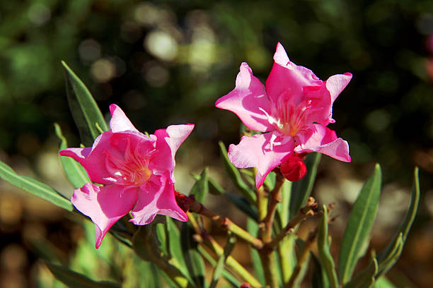 istock flowers of nerium oleander 179467541