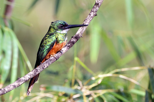 Rufous-tailed Jacamar (Galbula ruficauda), isolated, perched on a branch, with golden-hued iridescent feathers