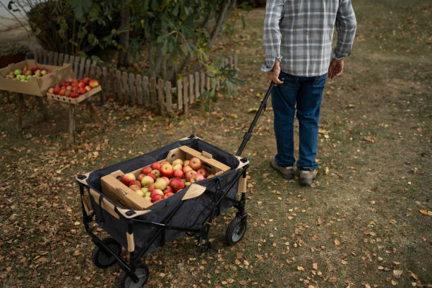 istock Unrecognizable senior man pulling cart with freshly picked apples in front yard 1794679294