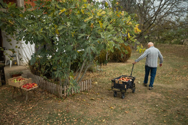 istock Enjoying autumn fruitage 1794679853