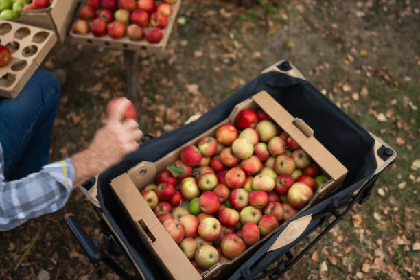 Close-up shot of unrecognizable senior man sitting in his backyard and packing ripe freshly picked apples in cardboard boxes