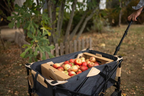 Close-up shot of unrecognizable senior man pulling cart with freshly picked apples in front yard