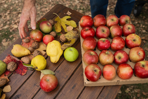 Close-up shot of unrecognizable senior man hand sorting his autumn harvest on wooden table in backyard