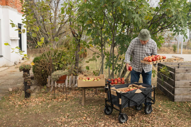 istock Senior man packing apples in boxes 1794684138
