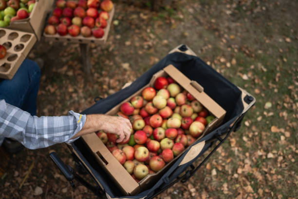 Female seasonal worker picks ripe apples from tree in farm orchard and puts them in a bucket