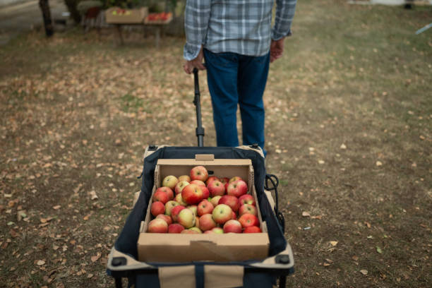 istock Unrecognizable senior man pulling cart with freshly picked apples in front yard 1794688136