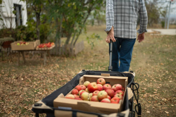 istock Close-up shot of unrecognizable senior man pulling cart with freshly picked apples in front yard 1794688154