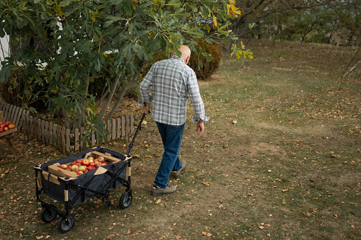 high angle view of senior man pulling wagon with fresh organic apples in his garden