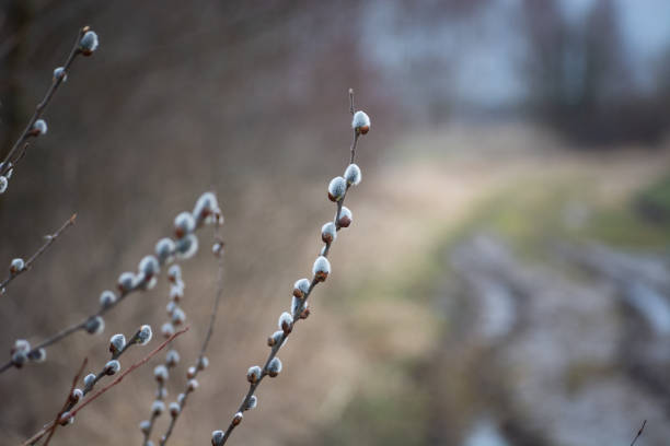 Branches with gray catkins, spring outdoor view