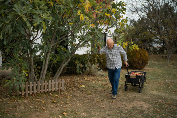 istock Senior man harvesting apples in backyard 1794689233