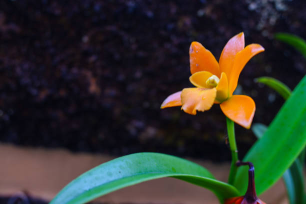 istock The orange Cattleya orchid flowers 1794693018