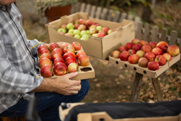 istock Senior man packing ripe apples in backyard 1794693037