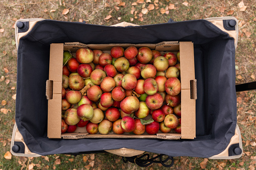 Freshly picked apples in box in backyard without people