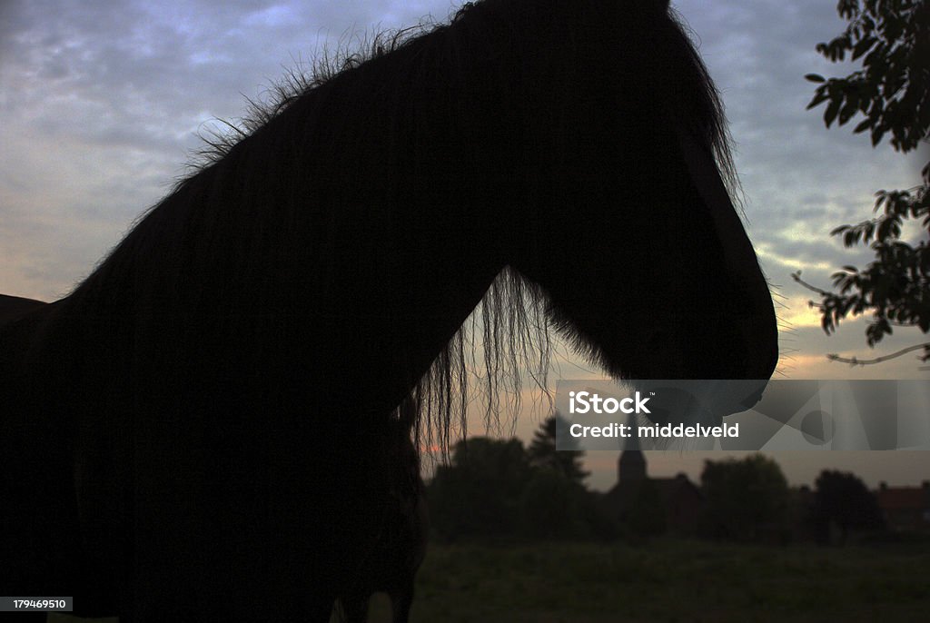Pferd in silhouette im Sonnenaufgang - Lizenzfrei Abstrakt Stock-Foto