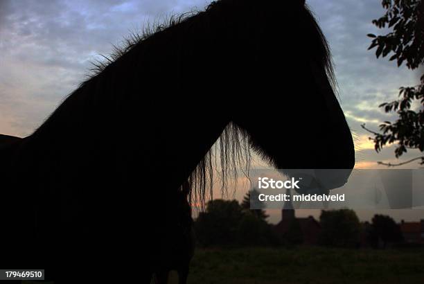 Pferd In Silhouette Im Sonnenaufgang Stockfoto und mehr Bilder von Abstrakt - Abstrakt, Agrarbetrieb, Domestizierte Tiere