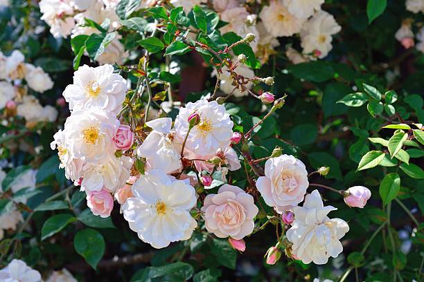 istock Shrub white roses in the garden 179469816
