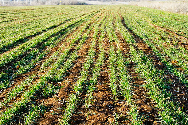 istock Little lettuce sprouts brown field, green vegetable outbreaks pe 179470431