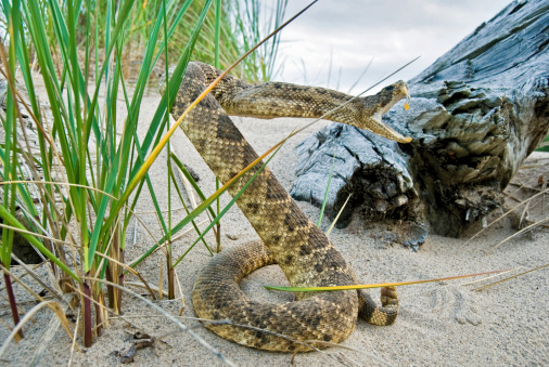 Coiled rattle snake in sand with beach grass and driftwood.