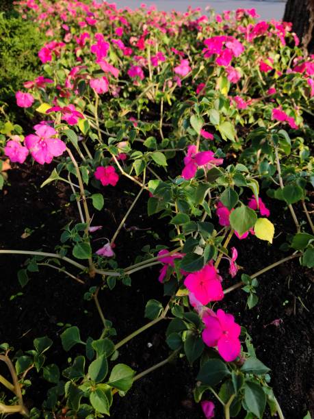 istock Colorful flowers 1794718124