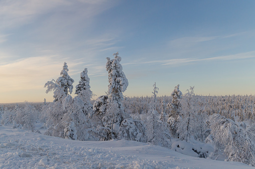 Landscape with snow-covered bushes in Finnish Lapland