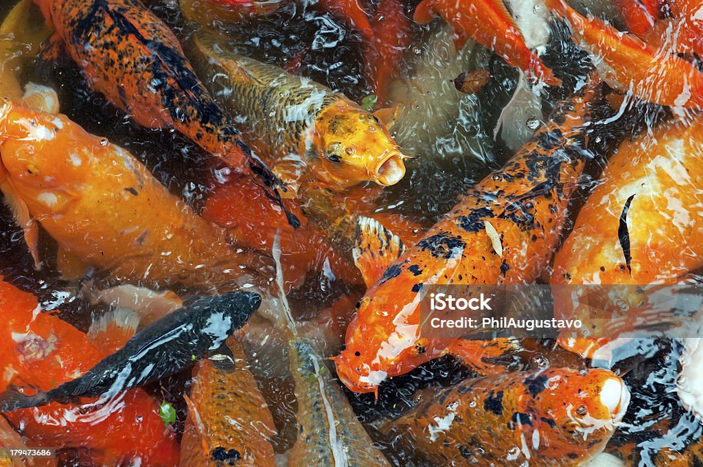 비단잉어 먹는 음식이 연못 표면화시킵니다 오아후 - 로열티 프리 광대한 스톡 사진