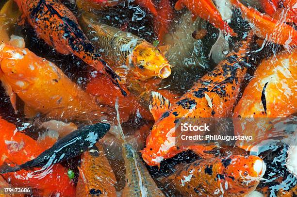 비단잉어 먹는 음식이 연못 표면화시킵니다 오아후 광대한에 대한 스톡 사진 및 기타 이미지 - 광대한, 다중 색상, 동물