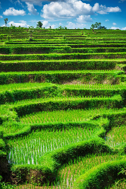 Yao Village Dazhai, Longsheng, near town of Guilin, Guangxi, China. Farmhouses in highlands of China, farm land, rice terraces.