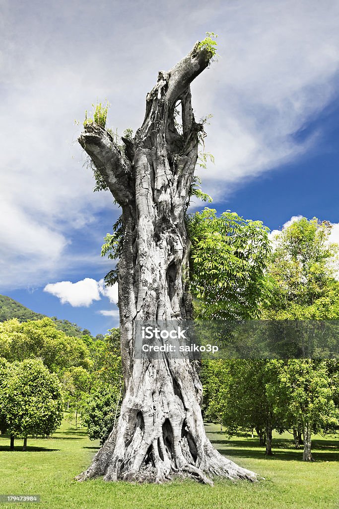 Tocón Banyan - Foto de stock de Aire libre libre de derechos