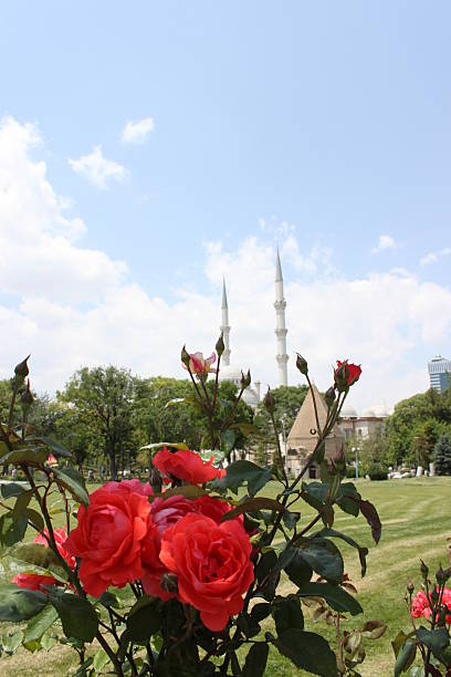 Roses, tomb and mosque in Konya stock photo