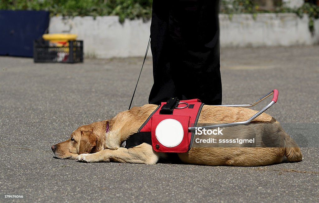 ガイド犬を誇ります。 - 盲導犬のロイヤリティフリーストックフォト