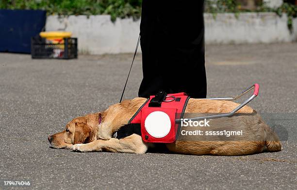 ガイド犬を誇ります - 盲導犬のストックフォトや画像を多数ご用意 - 盲導犬, 首輪, 横たわる