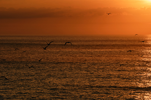 Flying seagulls silhouetted against a sun setting seascape in Pentire, Newquay, Cornwall on an early September evening.